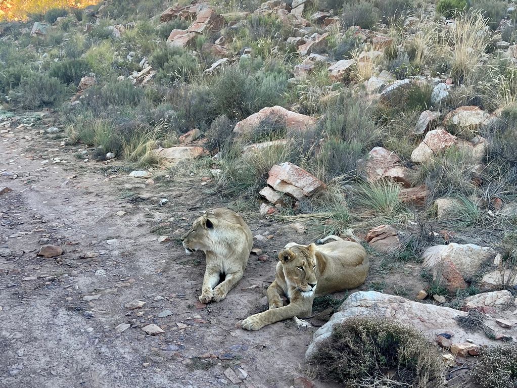 Leeuwen safari Zuid Afrika